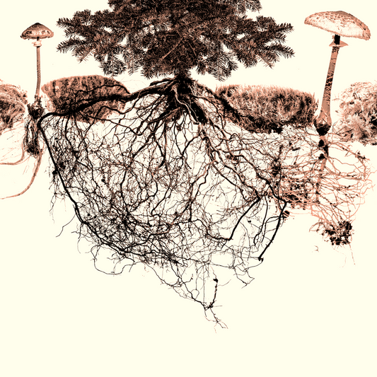 Rhizomes & Mycorrhizal Networks